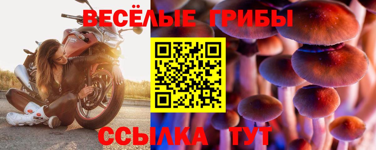 Галлюциногенные грибы Psilocybine cubensis Артём